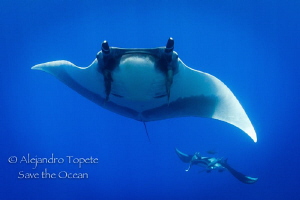 Manta show, San Benedicto México by Alejandro Topete 